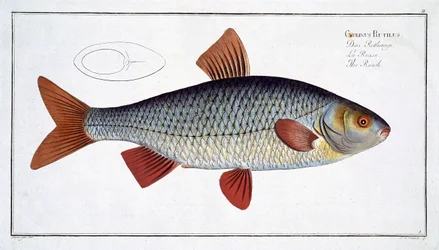 Mort (Cyprinus Rutilis) tallerken II fra 